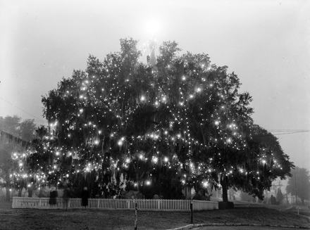 “World’s Largest Living Christmas Tree,” Hilton Park, Wilmington, NC, circa late 1950s