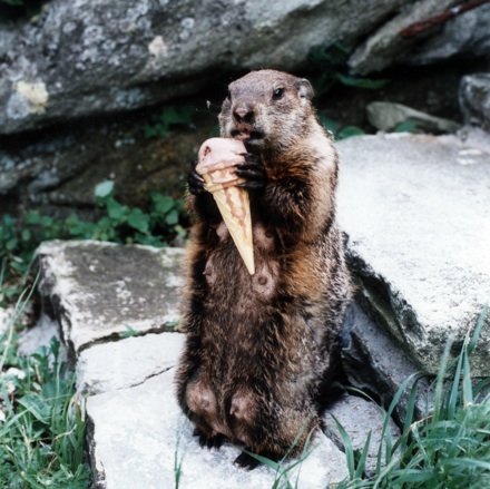 Groundhog eating ice cream cone, circa 1990s