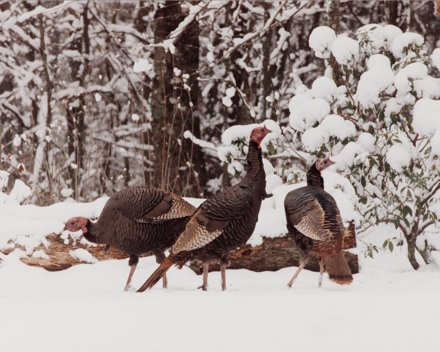 Turkeys in snow