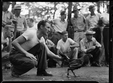 Cockfighting, probably North Carolina, circa late 1940s-early 1950s