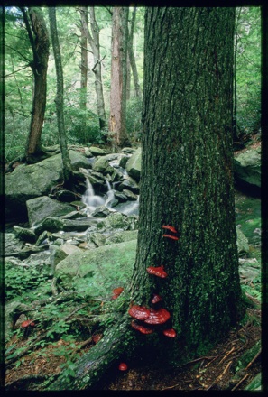 Waterfall, tree with red fungus in foreground, circa 1980s-1990s