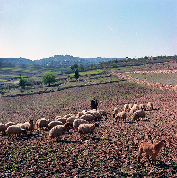 Scenic view of shepherd and sheep.