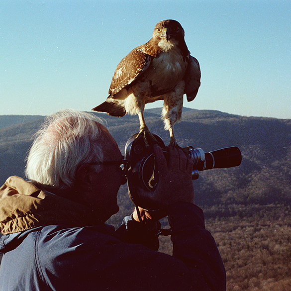 Hugh Morton and hawk on movie camera