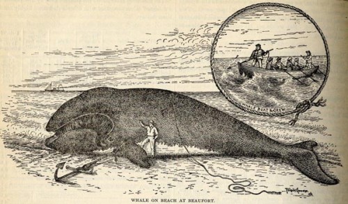 Illustration titled "Whale on beach at Beaufort"