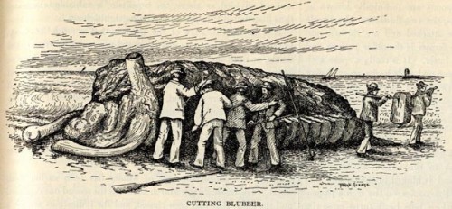 Illustration titled "Cutting blubber"