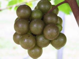 The Scuppernong variety of Muscadine grape