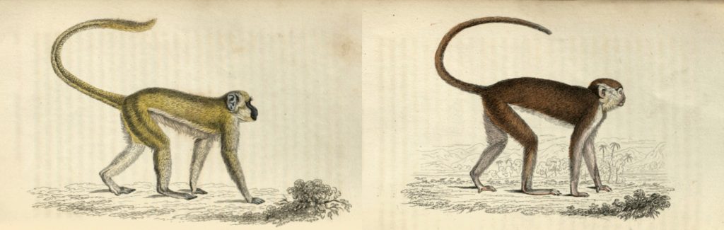 Green and red monkeys from William Jardine, The Natural History of Monkeys (Edinburgh, W.H. Lizars; [etc.] 1833) | QL45.J3 N3