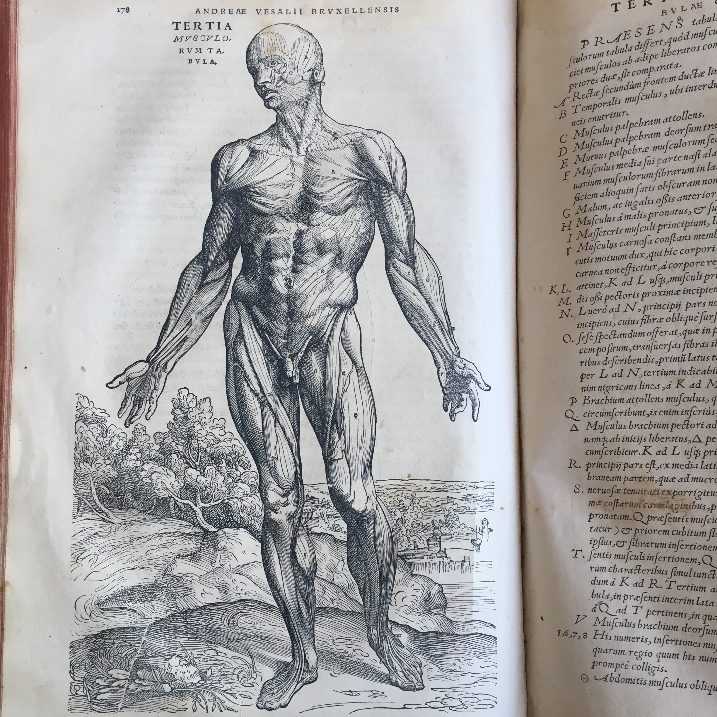 A copperplate featuring a skinned nude. Individual muscles are assigned numbers and given labels on the adjacent page.